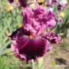 IRIS CHERRY PARFAIT - L'iriseraie - KUTTOLSHEIM ALSACE FRANCE