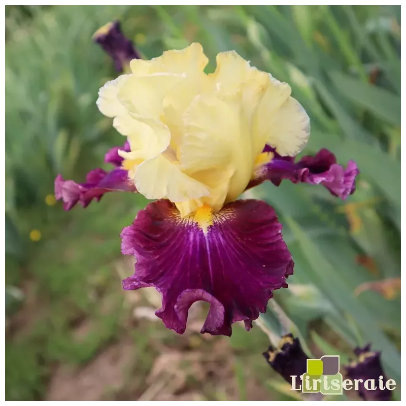 IRIS TAPIS ROUGE - L'iriseraie - KUTTOLSHEIM ALSACE FRANCE