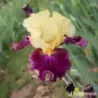 IRIS TAPIS ROUGE - L'iriseraie - KUTTOLSHEIM ALSACE FRANCE