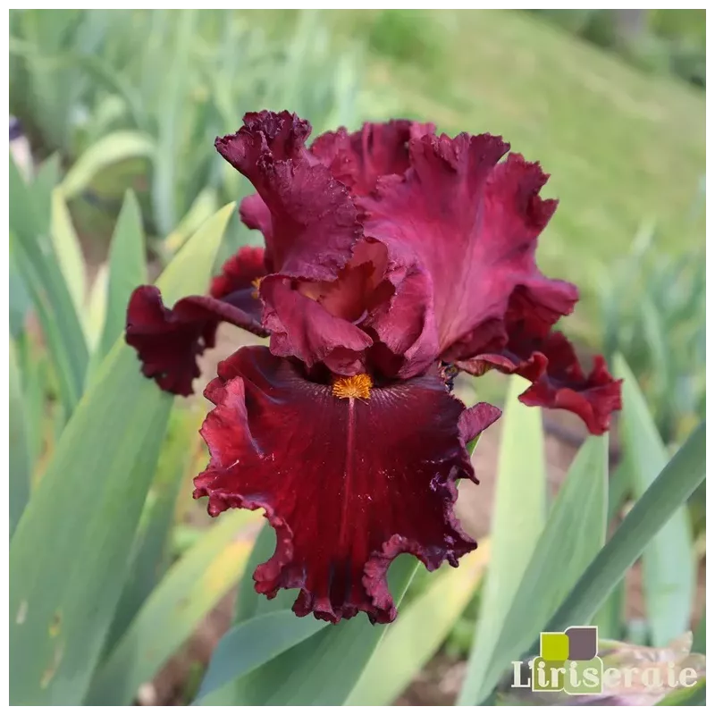 IRIS HOTTIE - L'iriseraie - KUTTOLSHEIM ALSACE FRANCE