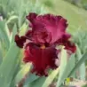 IRIS HOTTIE - L'iriseraie - KUTTOLSHEIM ALSACE FRANCE