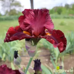 IRIS HOTTIE - L'iriseraie - KUTTOLSHEIM ALSACE FRANCE