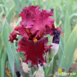 IRIS HOTTIE - L'iriseraie - KUTTOLSHEIM ALSACE FRANCE