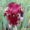 IRIS HOTTIE - L'iriseraie - KUTTOLSHEIM ALSACE FRANCE