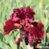 IRIS HOTTIE - L'iriseraie - KUTTOLSHEIM ALSACE FRANCE