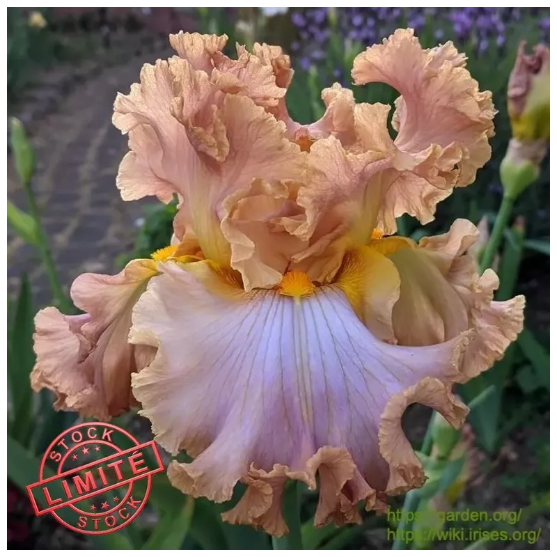 IRIS HONEY PIE - L'iriseraie - KUTTOLSHEIM ALSACE FRANCE