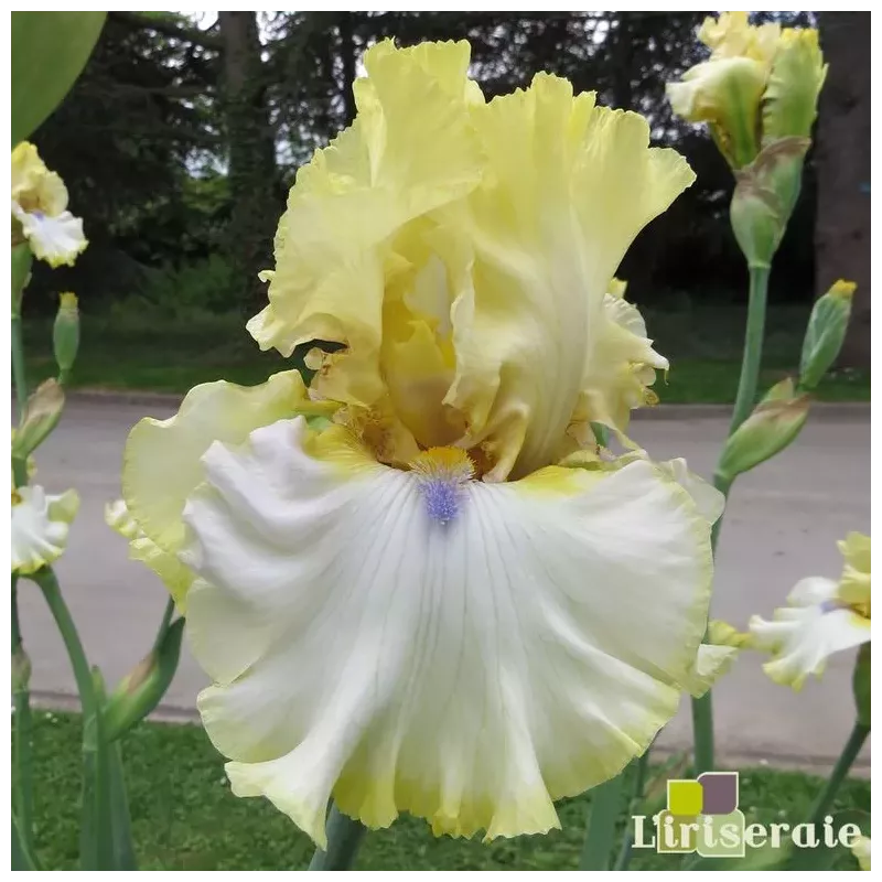 IRIS BLIND AMBITION - L'iriseraie - KUTTOLSHEIM ALSACE FRANCE