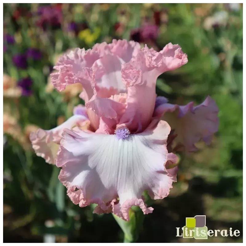 IRIS DON'T STOP BELIEVING - L'iriseraie - KUTTOLSHEIM ALSACE FRANCE IRIS DON'T STOP BELIEVING - L'iriseraie - KUTTOLSHEIM ALSACE FRANCE