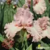 IRIS MARITAL BLISS - L'iriseraie - KUTTOLSHEIM ALSACE FRANCE