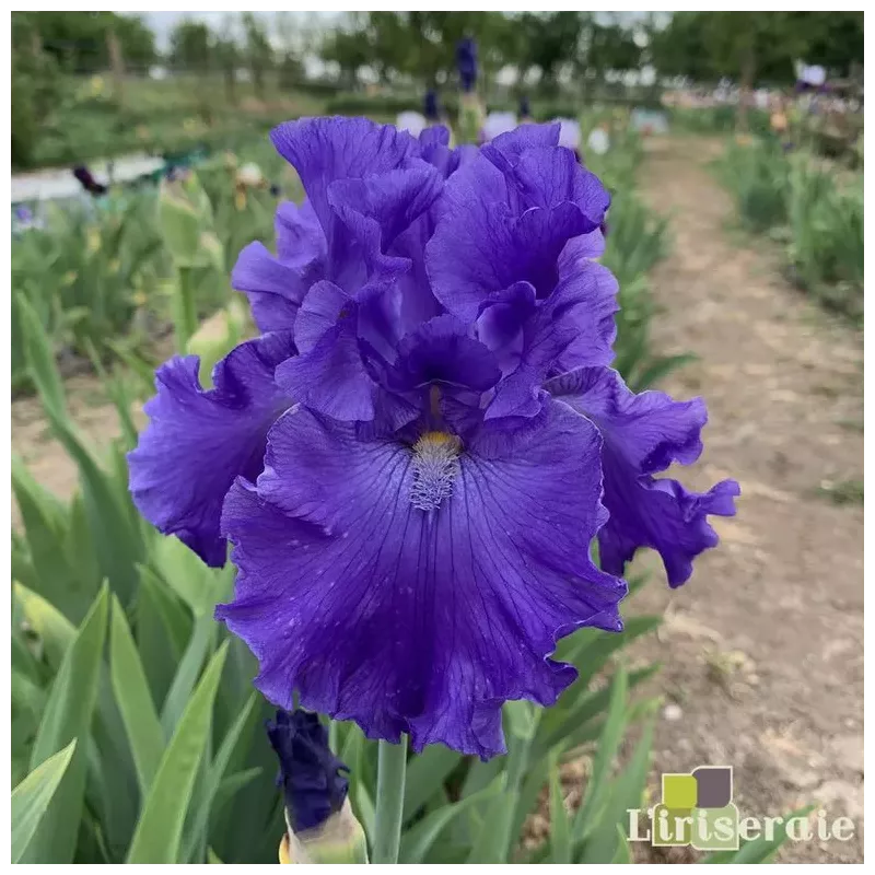 IRIS BLUE SUEDE SHOES - L'iriseraie - KUTTOLSHEIM ALSACE FRANCE