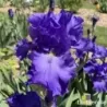 IRIS BLUE SUEDE SHOES - L'iriseraie - KUTTOLSHEIM ALSACE FRANCE