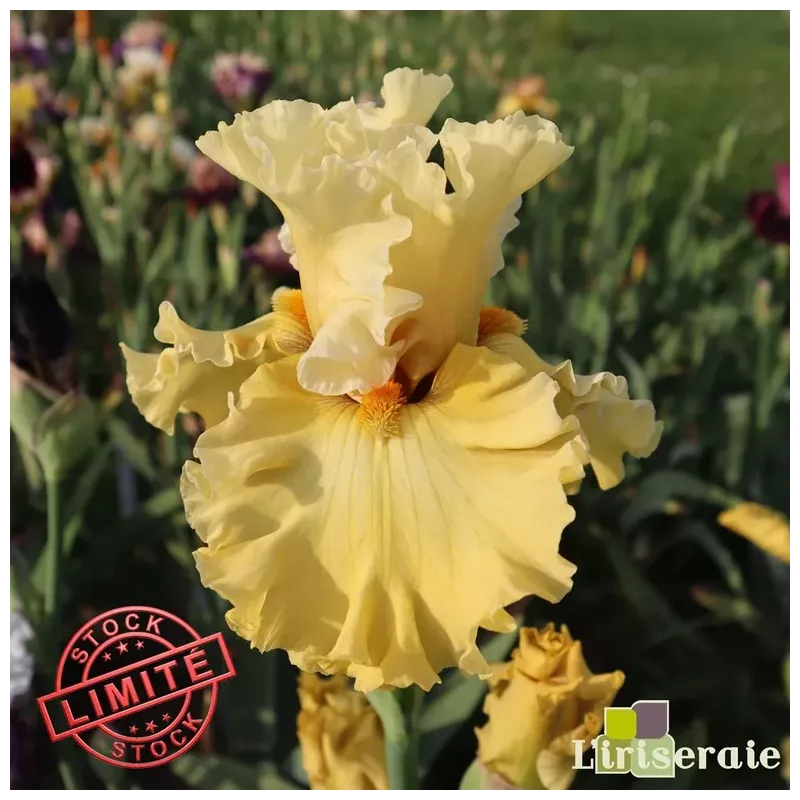 IRIS ONLY A DREAM - L'iriseraie - KUTTOLSHEIM ALSACE FRANCE