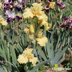 IRIS ONLY A DREAM - L'iriseraie - KUTTOLSHEIM ALSACE FRANCE