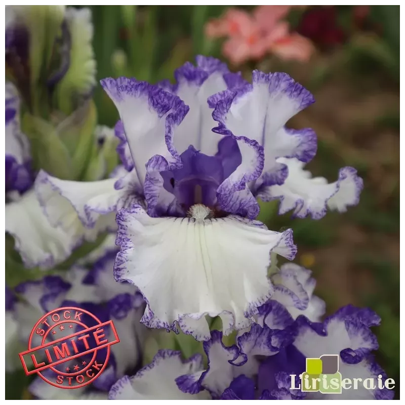 IRIS AIRY FAIRY FLOWER - L'iriseraie - KUTTOLSHEIM ALSACE FRANCE