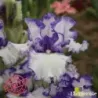 IRIS AIRY FAIRY FLOWER - L'iriseraie - KUTTOLSHEIM ALSACE FRANCE