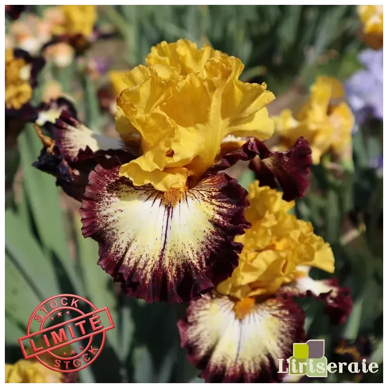 IRIS MAGIC RING - L'iriseraie - KUTTOLSHEIM ALSACE FRANCE IRIS MAGIC RING - L'iriseraie - KUTTOLSHEIM ALSACE FRANCE