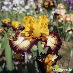 IRIS MAGIC RING - L'iriseraie - KUTTOLSHEIM ALSACE FRANCE