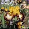 IRIS MAGIC RING - L'iriseraie - KUTTOLSHEIM ALSACE FRANCE