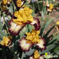 IRIS MAGIC RING - L'iriseraie - KUTTOLSHEIM ALSACE FRANCE