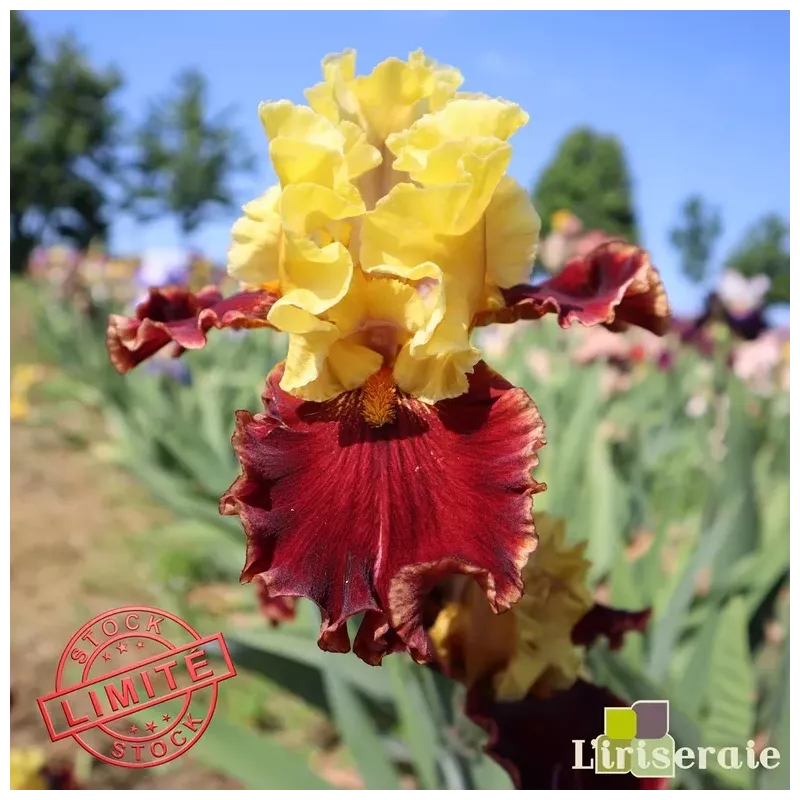 IRIS SUPERCHARGED - L'iriseraie - KUTTOLSHEIM ALSACE FRANCE