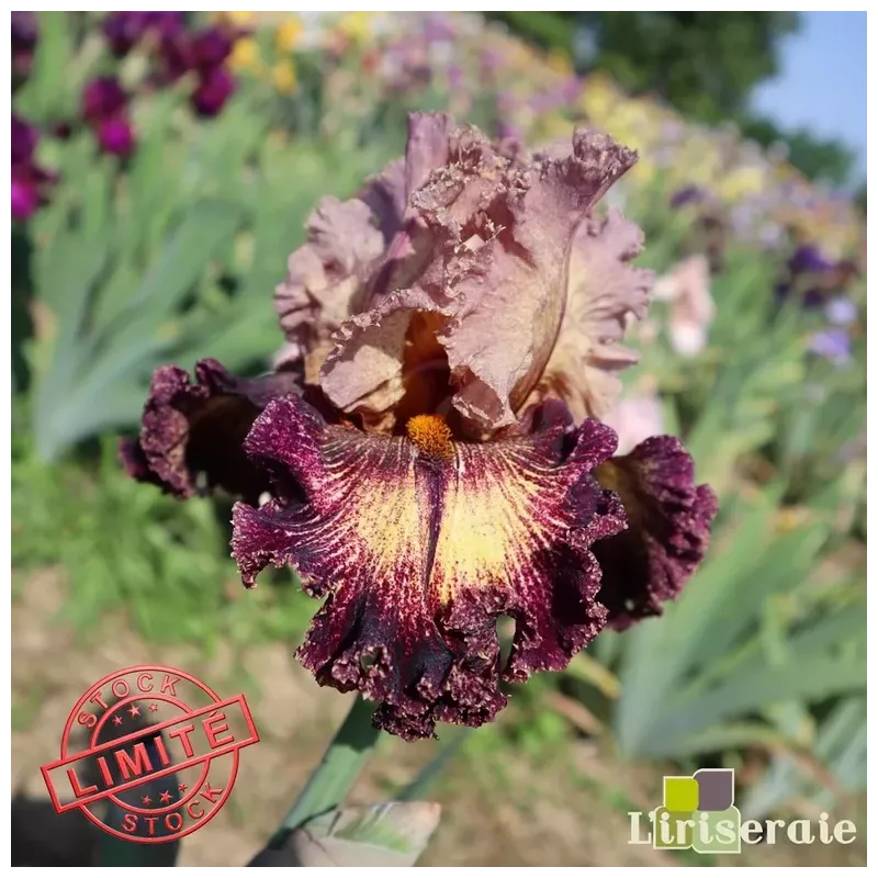 IRIS TURKISH TAPESTRY - L'iriseraie - KUTTOLSHEIM ALSACE FRANCE