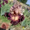 IRIS TURKISH TAPESTRY - L'iriseraie - KUTTOLSHEIM ALSACE FRANCE