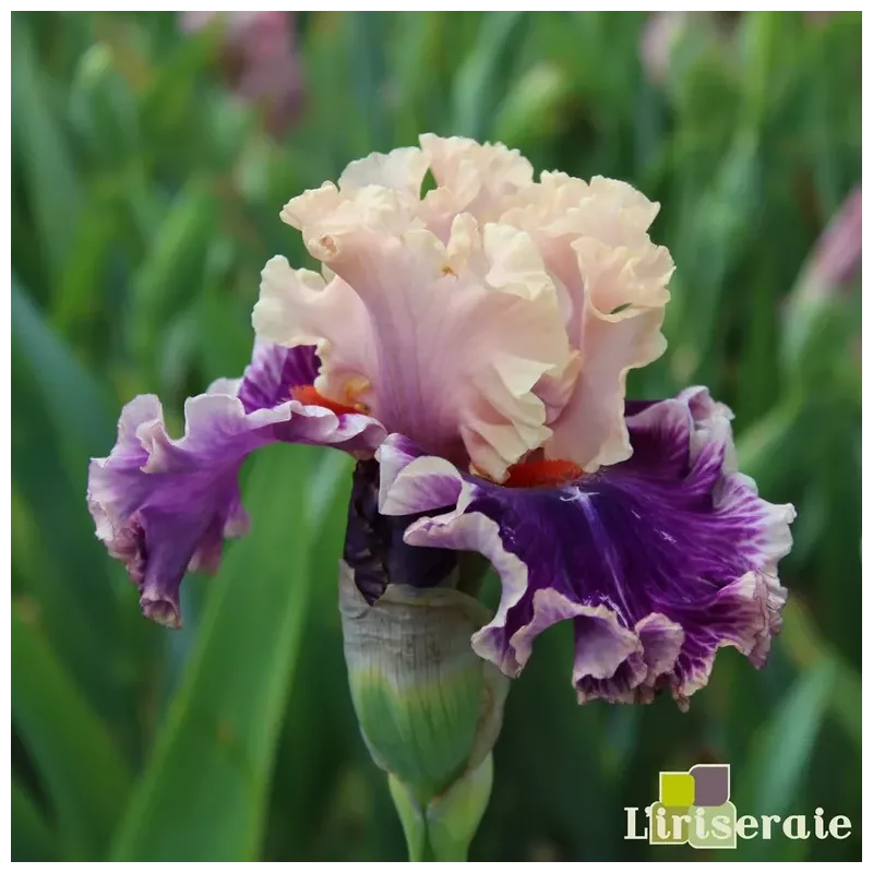 IRIS BORN THIS WAY - L'iriseraie - KUTTOLSHEIM ALSACE FRANCE IRIS BORN THIS WAY - L'iriseraie - KUTTOLSHEIM ALSACE FRANCE