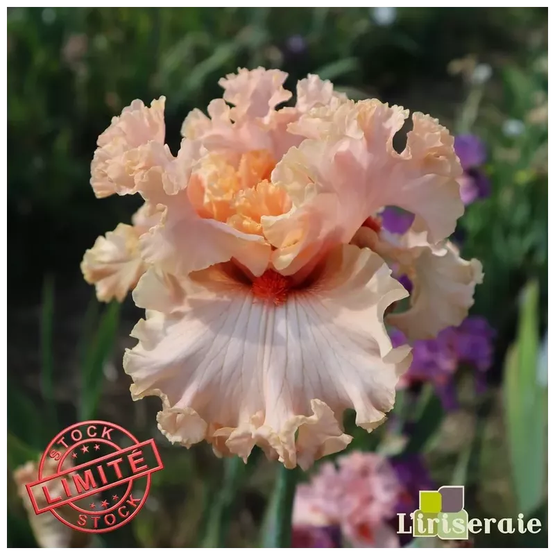 IRIS FRILLED TO DEATH - L'iriseraie - KUTTOLSHEIM ALSACE FRANCE IRIS FRILLED TO DEATH - L'iriseraie - KUTTOLSHEIM ALSACE FRANCE