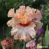 IRIS FRILLED TO DEATH - L'iriseraie - KUTTOLSHEIM ALSACE FRANCE