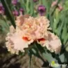 IRIS FRILLED TO DEATH - L'iriseraie - KUTTOLSHEIM ALSACE FRANCE