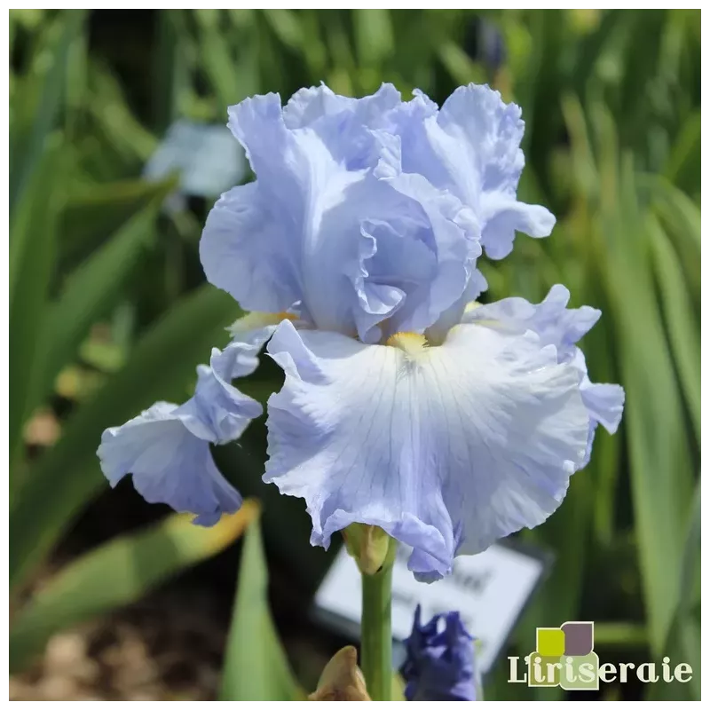 IRIS ABOVE THE CLOUDS - L'iriseraie - KUTTOLSHEIM ALSACE FRANCE