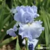 IRIS ABOVE THE CLOUDS - L'iriseraie - KUTTOLSHEIM ALSACE FRANCE