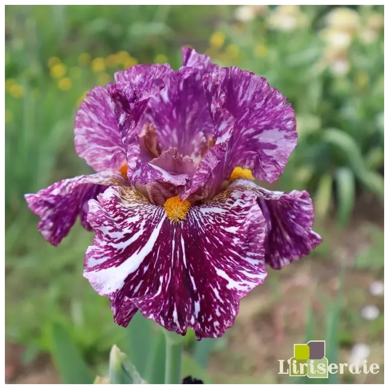 IRIS PURPLE MARBLE - L'iriseraie - KUTTOLSHEIM ALSACE FRANCE IRIS PURPLE MARBLE - L'iriseraie - KUTTOLSHEIM ALSACE FRANCE