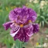 IRIS PURPLE MARBLE - L'iriseraie - KUTTOLSHEIM ALSACE FRANCE