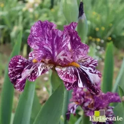 IRIS PURPLE MARBLE - L'iriseraie - KUTTOLSHEIM ALSACE FRANCE