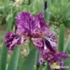 IRIS PURPLE MARBLE - L'iriseraie - KUTTOLSHEIM ALSACE FRANCE