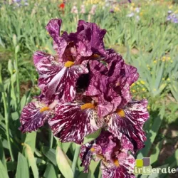 IRIS PURPLE MARBLE - L'iriseraie - KUTTOLSHEIM ALSACE FRANCE