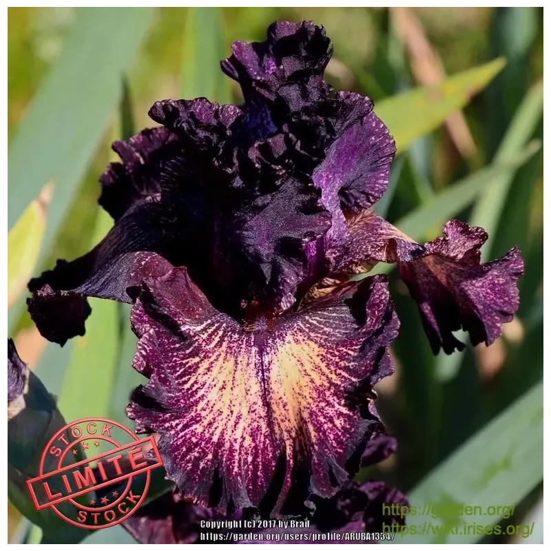 IRIS COSMIC VOYAGE - L'iriseraie - KUTTOLSHEIM ALSACE FRANCE