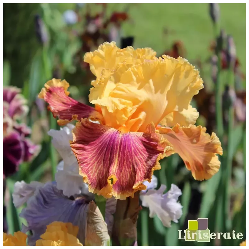 IRIS BOTTLE ROCKET - L'iriseraie - KUTTOLSHEIM ALSACE FRANCE IRIS BOTTLE ROCKET - L'iriseraie - KUTTOLSHEIM ALSACE FRANCE