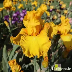 IRIS SUNBLAZE - L'iriseraie - KUTTOLSHEIM ALSACE FRANCE