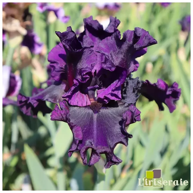 IRIS JAIS MOQUEUR - L'iriseraie - KUTTOLSHEIM ALSACE FRANCE