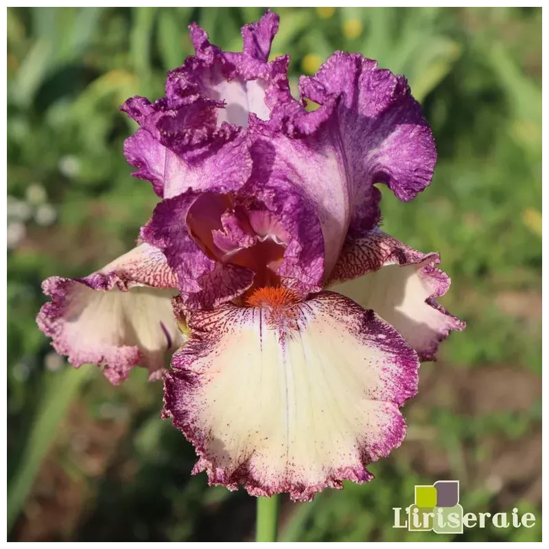 IRIS BRAZEN BEAUTY - L'iriseraie - KUTTOLSHEIM ALSACE FRANCE