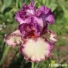 IRIS BRAZEN BEAUTY - L'iriseraie - KUTTOLSHEIM ALSACE FRANCE