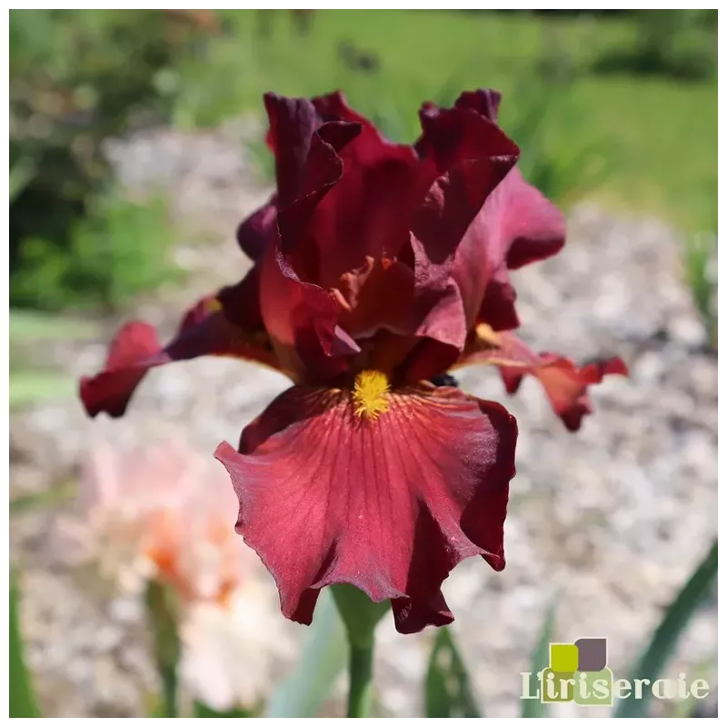 IRIS LOUISE MICHEL - L'iriseraie - KUTTOLSHEIM ALSACE FRANCE