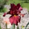 IRIS LOUISE MICHEL - L'iriseraie - KUTTOLSHEIM ALSACE FRANCE