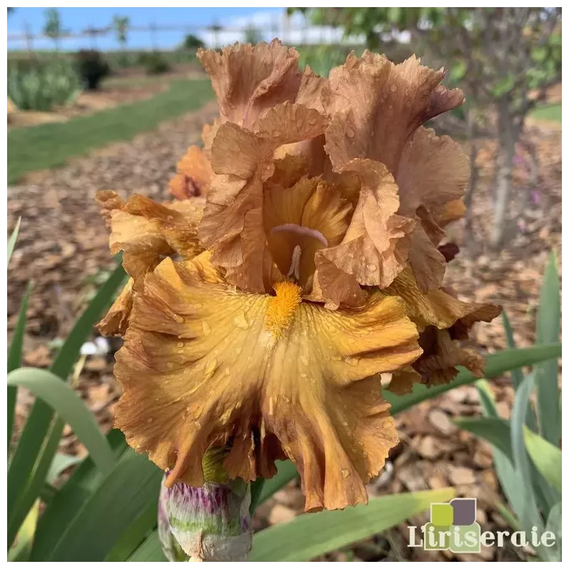 IRIS BREVÉ - L'iriseraie - KUTTOLSHEIM ALSACE FRANCE