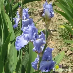 IRIS ABOVE THE CLOUDS - L'iriseraie - KUTTOLSHEIM ALSACE FRANCE