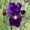 IRIS JOE KISS - L'iriseraie - KUTTOLSHEIM ALSACE FRANCE