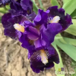 IRIS JOE KISS - L'iriseraie - KUTTOLSHEIM ALSACE FRANCE