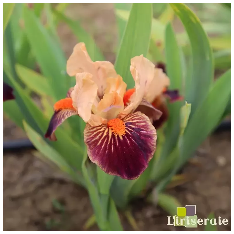 IRIS REVEIL EN FANFARE - L'iriseraie - KUTTOLSHEIM ALSACE FRANCE